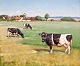 Edsberg, Soren 
(1945 -) 
Dänemark. Kühe 
in einem Feld. 
Unterzeichnet. 
Öl auf 
Leinwand. 51 x 
61 ...