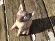 Bing & GröndahlSiamkatze # 2308* 1000 DKK