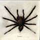 Goliath-Spinne 
- Vogelspinne, 
20. Jahrhundert 
12 x 14 cm. Im 
Rahmen 
montiert.