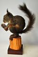 Ausgestopftes 
Eichhörnchen, 
Sciurus 
vulgaris, 
Dänemark des 
20. 
Jahrhunderts. 
Auf Holzbrett 
und ...