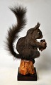 Ausgestopftes 
Eichhörnchen, 
Sciurus 
vulgaris, 
Dänemark des 
20. 
Jahrhunderts. 
Auf Holzbrett 
und ...