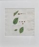 Flora Danica 
Tafel 1761 ff. 
Tafel Nr. 
MMCCXIX. 
Handkolorierter 
Kupferstich. 
Mit ...
