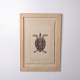 Dekorativer Druck mit Schildkrötenmotiv, gerahmt und aus den 1980er Jahren. Das Motiv hebt die ...